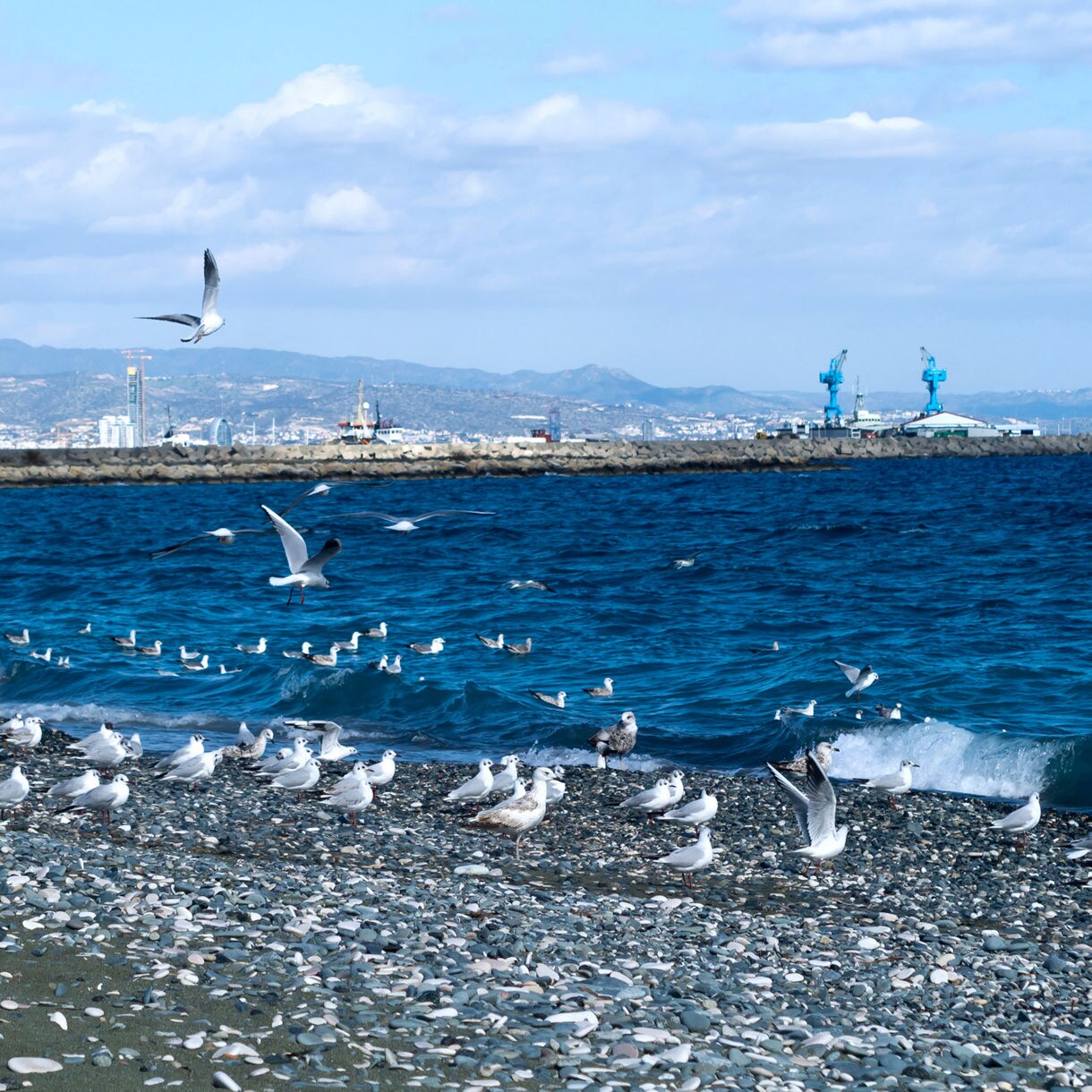 A flock of seagulls standing and flying above a pebbled beach at Lady’s Mile Beach in Limassol, with deep blue water, gentle waves and distant cranes and mountains visible across the shoreline.