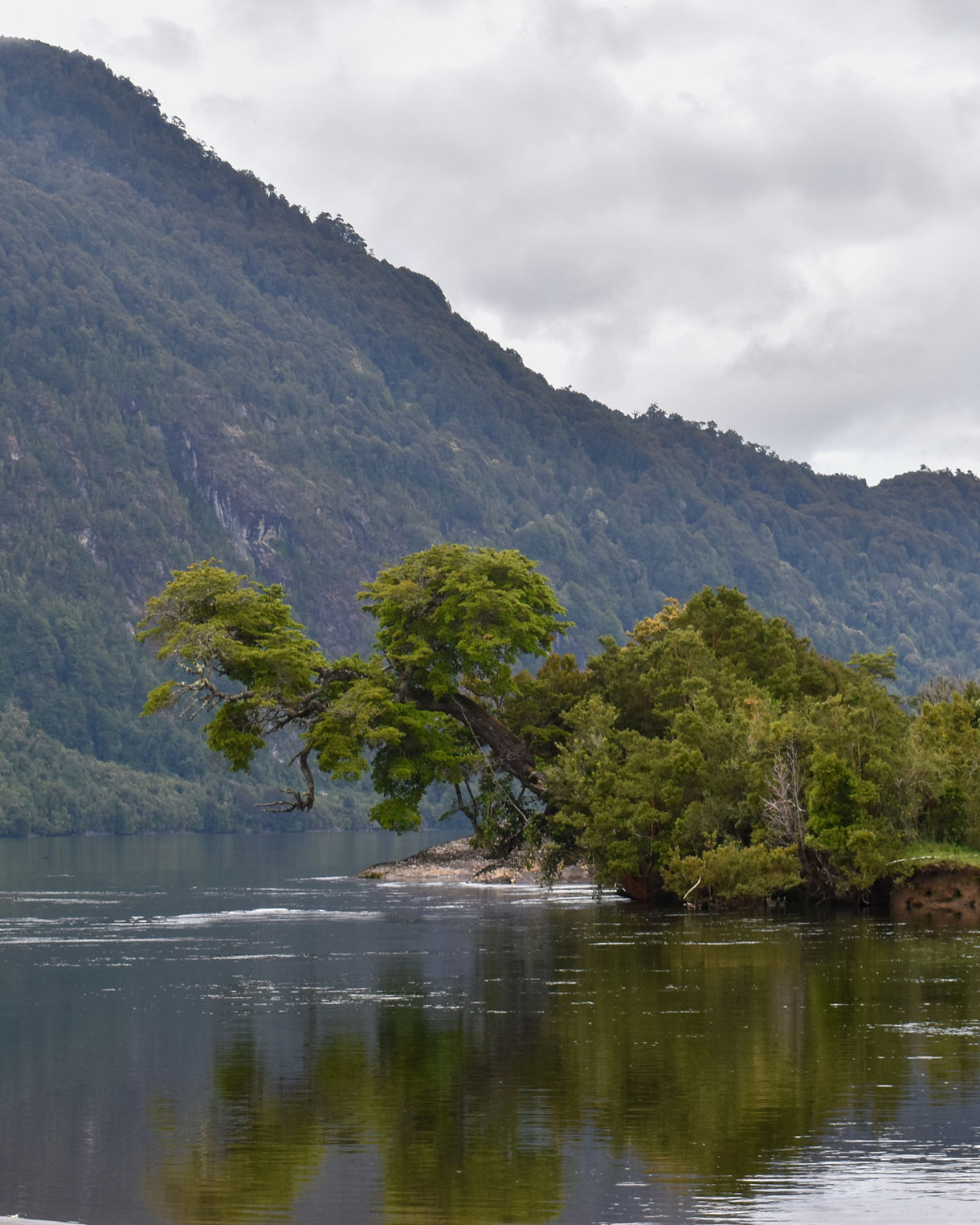 Quiet lakeside scene at Lake Riesco with dense green forest, a tree leaning over reflective water and forested mountains rising in the background under cloudy skies.