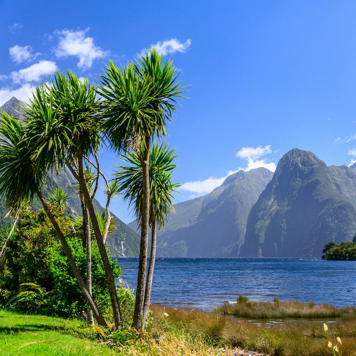 Ground-level view of Milford Sound, New Zealand, framed by tall cabbage trees in the foreground with calm blue waters, lush green islets, towering mountain peaks and a partial view of a tour boat on the right under a sunny blue sky.
