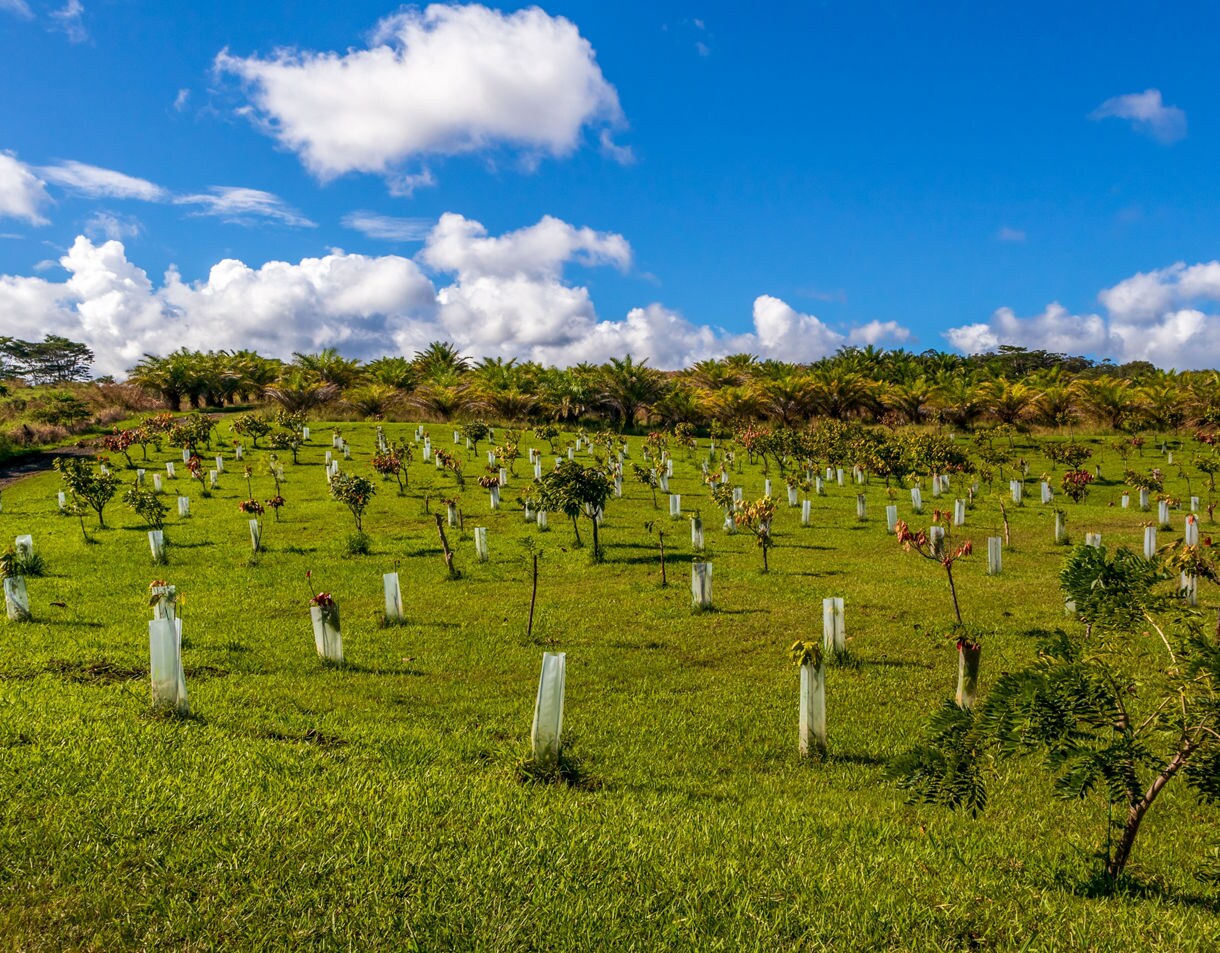 Field of cacao saplings planted in protective tubes across green grass, with palm trees and scattered clouds in the distance.