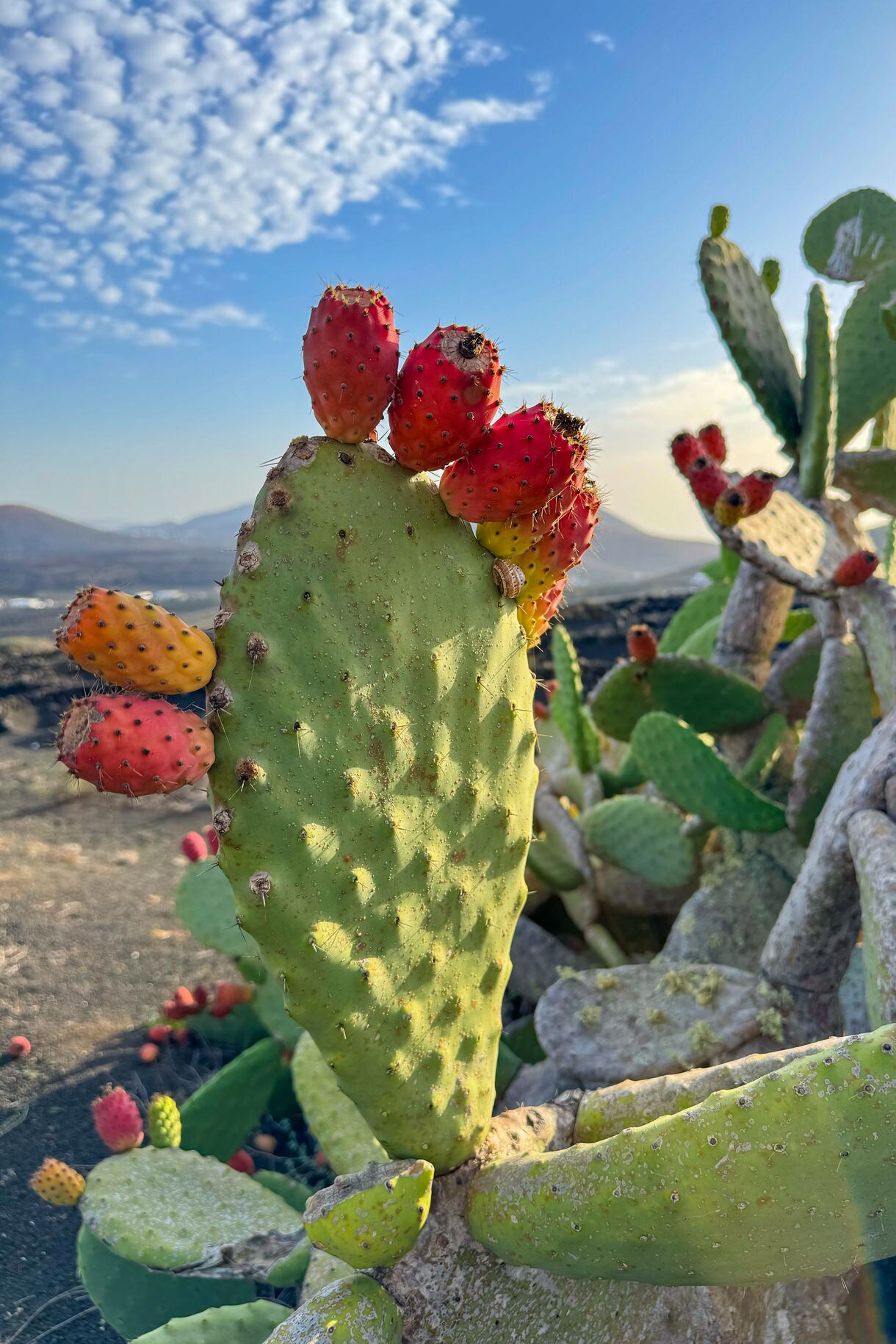 Close-up of a prickly pear cactus with clusters of red and orange fruit against a blue sky and volcanic landscape in Lanzarote.
