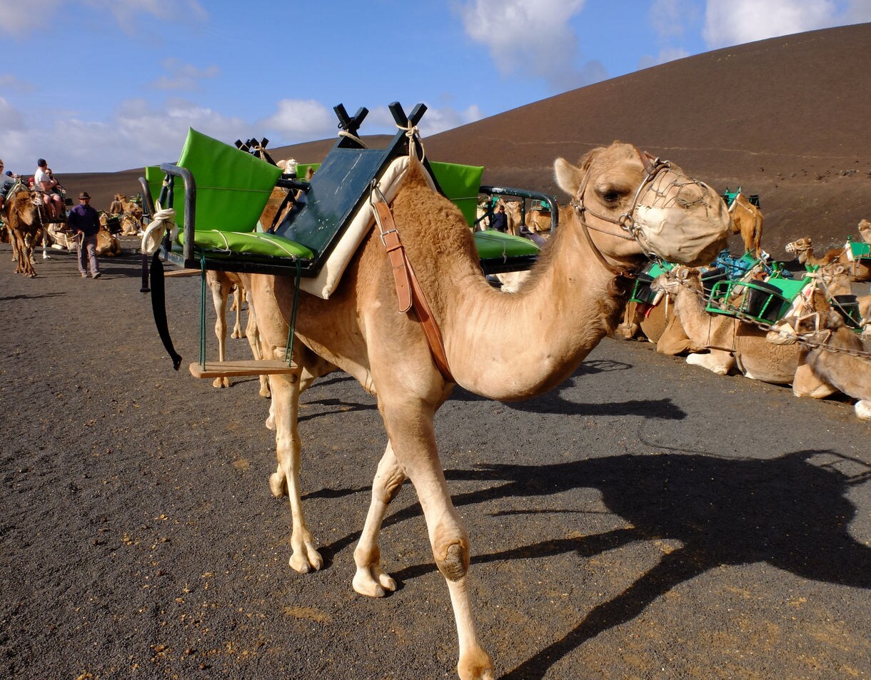 Camel fitted with a green saddle for tourists standing on a volcanic path in Lanzarote, with more camels and visitors in the background.