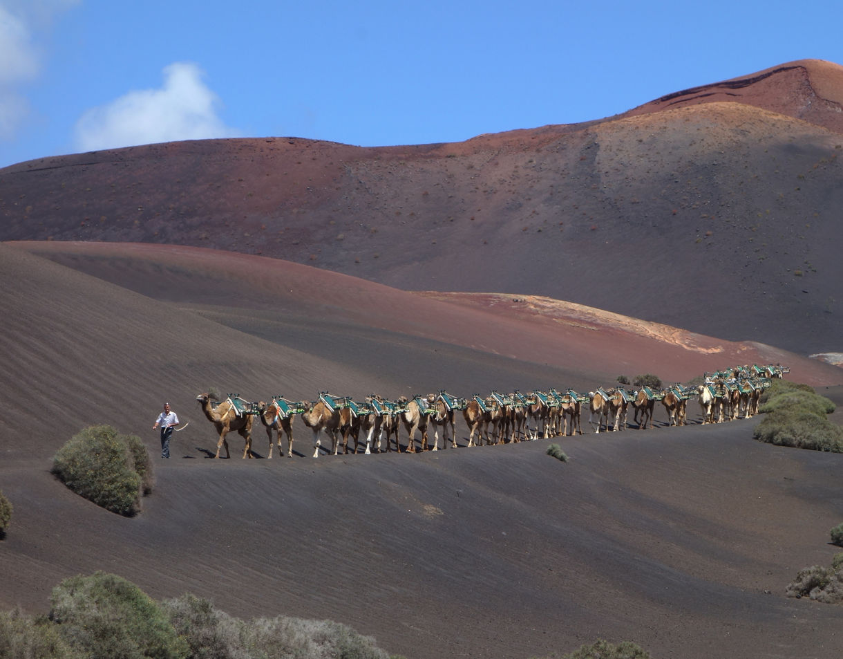 Long line of camels with green saddles walking through Lanzarote’s volcanic landscape in Timanfaya National Park under a clear sky.