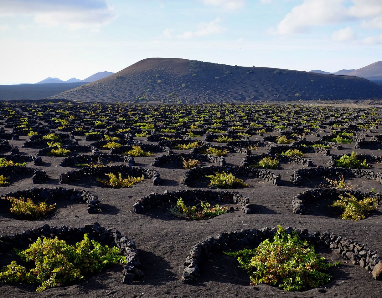 Rows of Lanzarote vineyards planted in circular stone pits across volcanic black soil with dark hills rising in the distance.