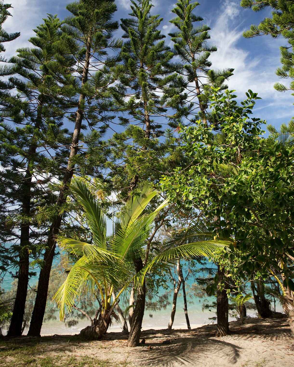 Tall pines and leafy palms framing a sandy path that leads to a turquoise shoreline under a bright sky.