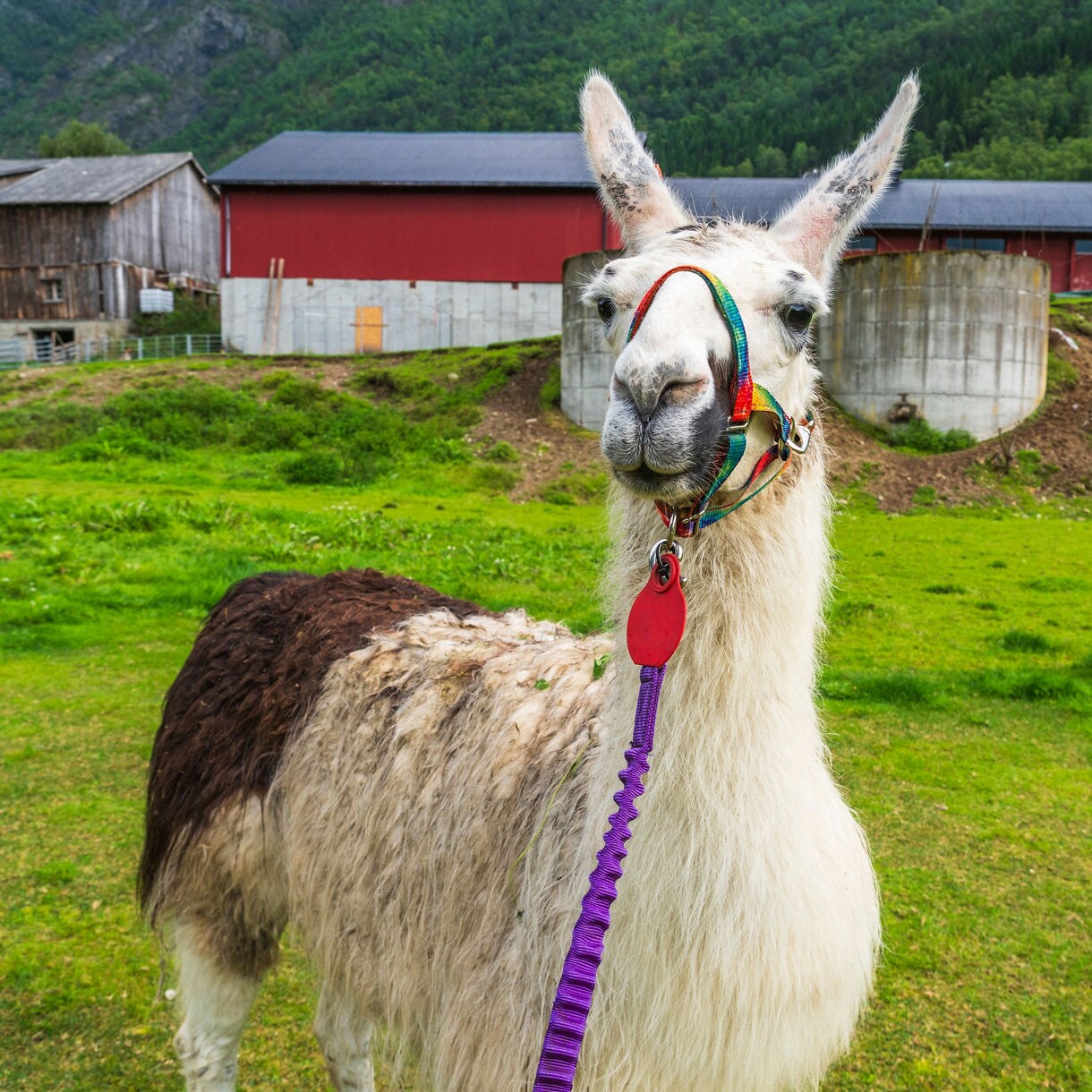 A llama with a colorful halter and purple lead stands on green grass in Skjolden, Norway, with barns and forested hills in the background.