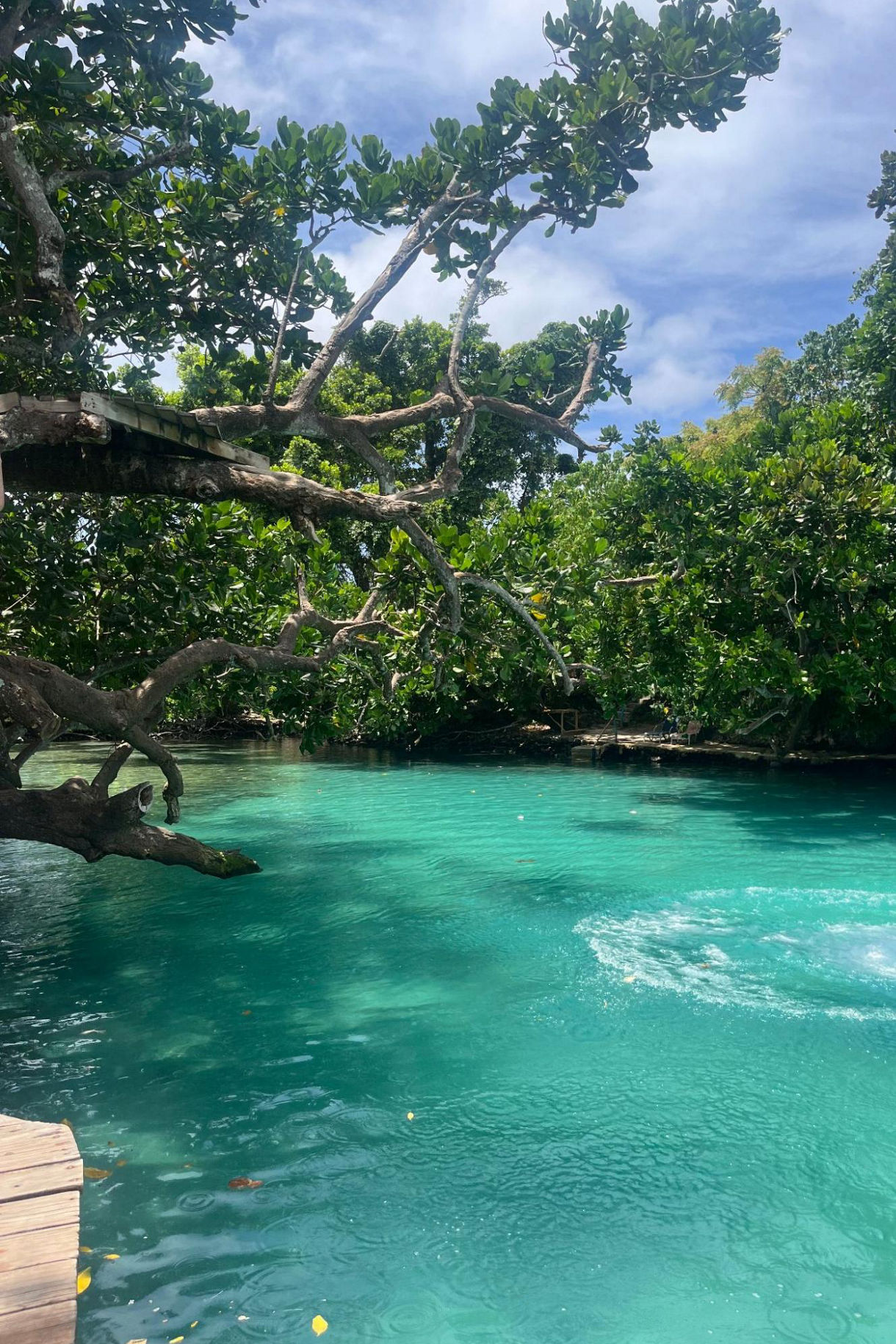 A vivid turquoise lagoon bordered by dense green trees, with ripples on the water and a large branch stretching overhead.