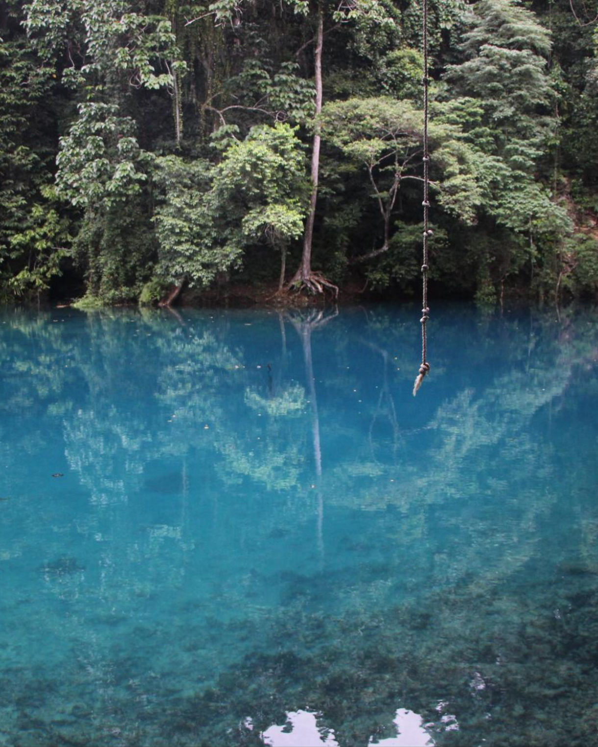 Clear turquoise water surrounded by dense tropical forest, with a rope swing hanging over the still surface of a natural blue hole.