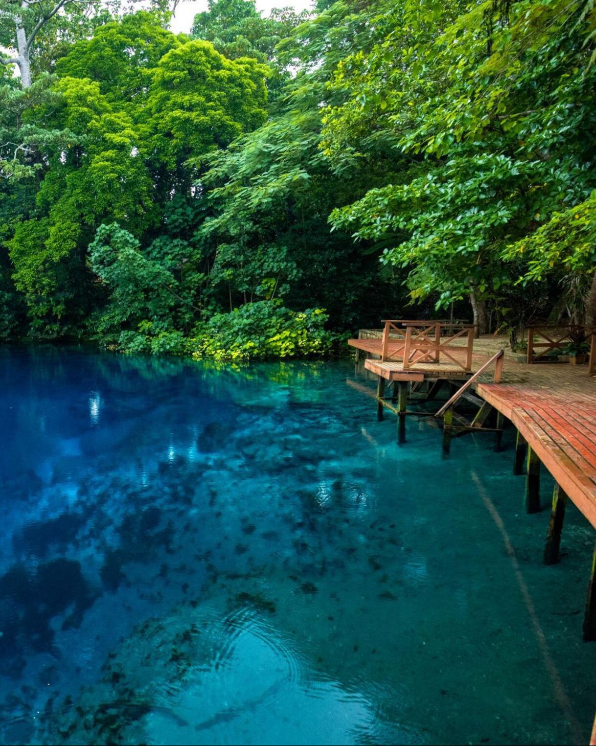 A vivid blue natural spring surrounded by dense green rainforest and wooden viewing decks along the water’s edge.