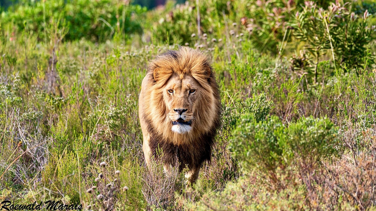 Botlierskop Private Game Reserve
