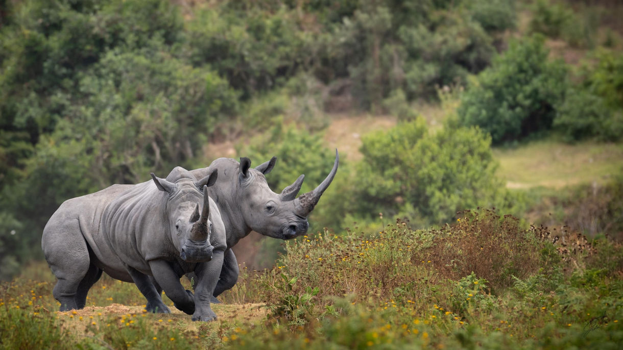 Botlierskop Private Game Reserve