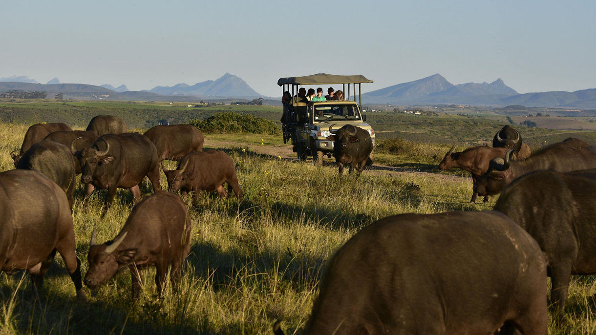Botlierskop Private Game Reserve