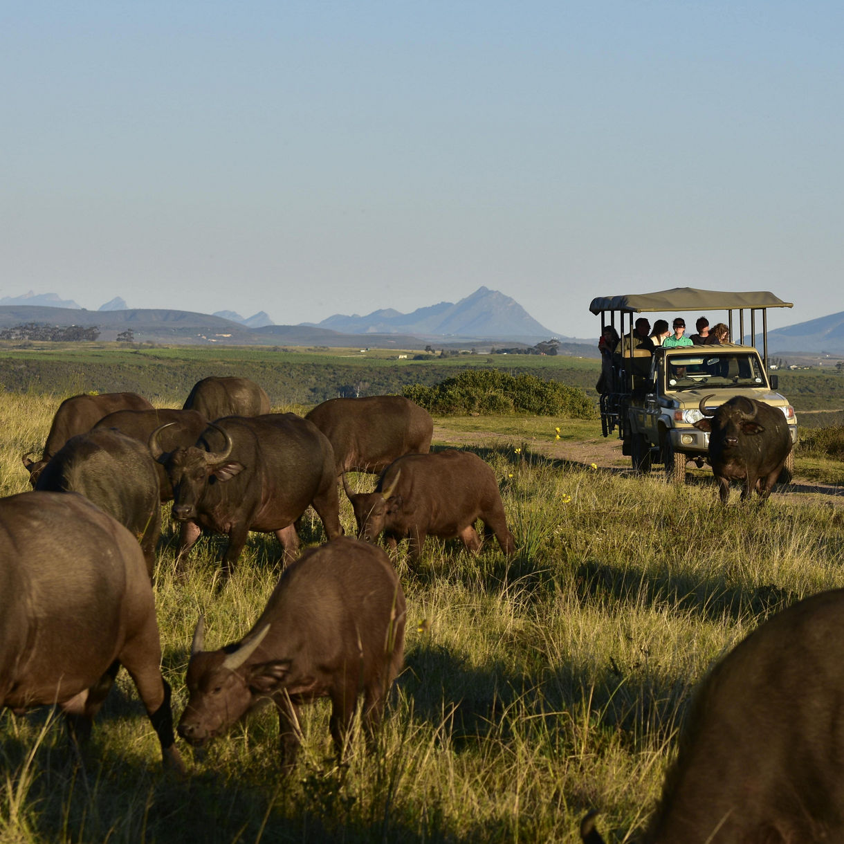 Botlierskop Private Game Reserve