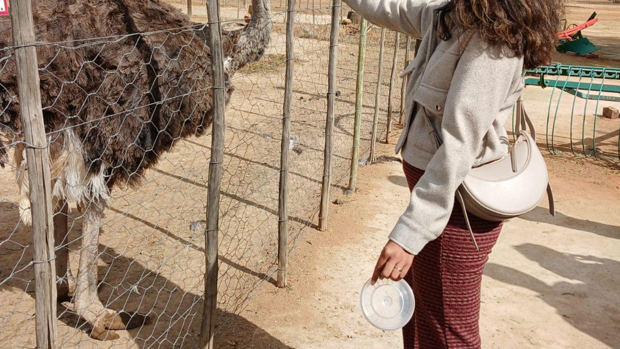 Discover Oudtshoorn & Ostriches with lunch