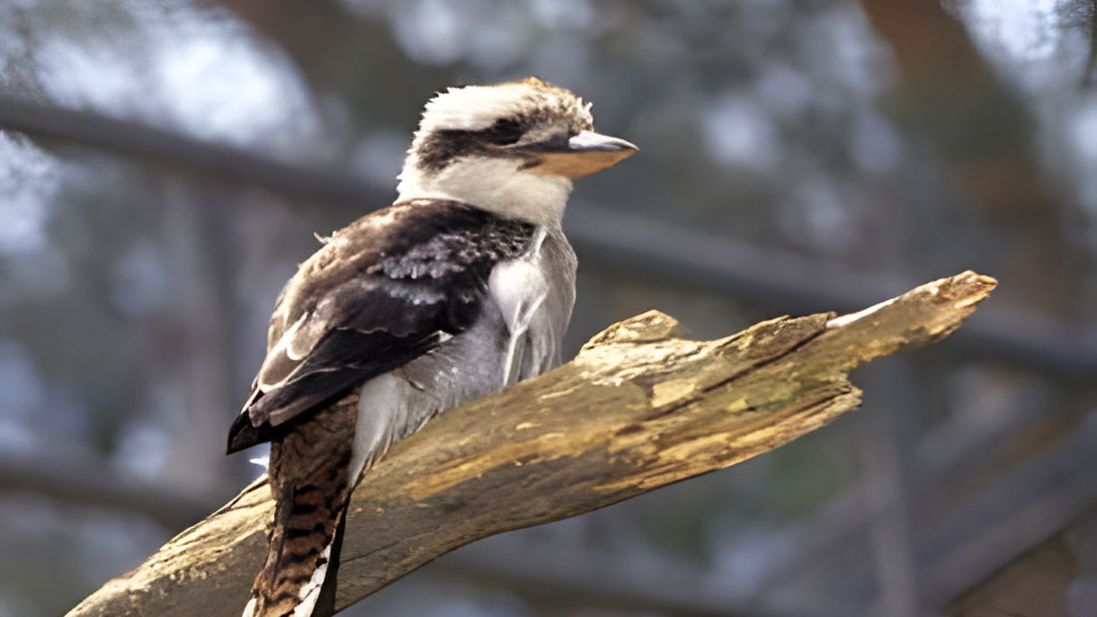Ballarat Wildlife & Sovereign Hill Goldmine Township