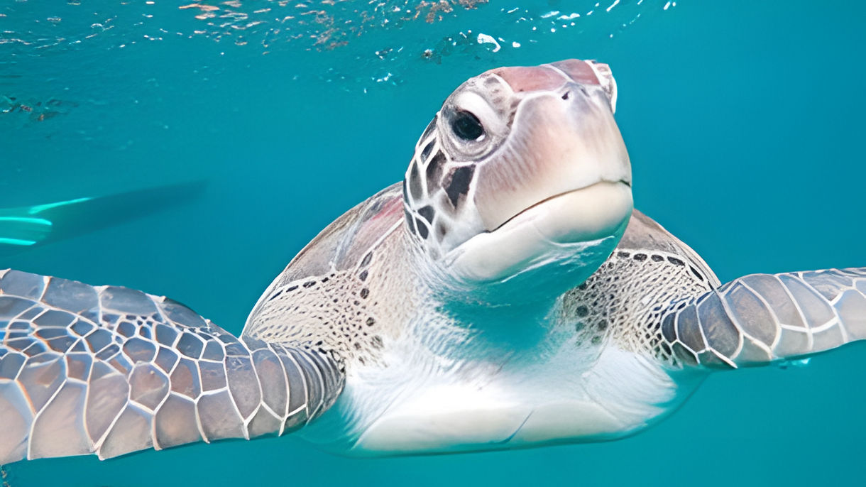 Snorkeling with the Turtles