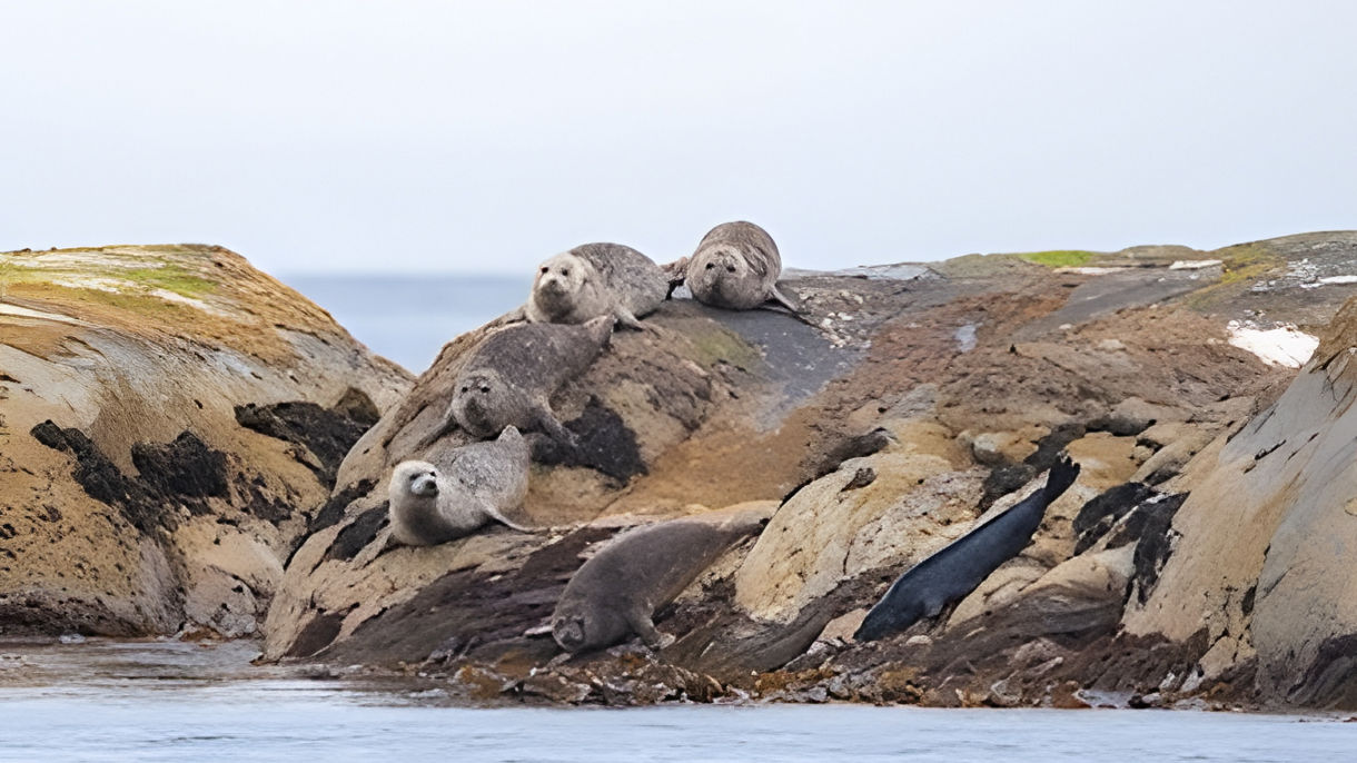 Seal Safari Adventure