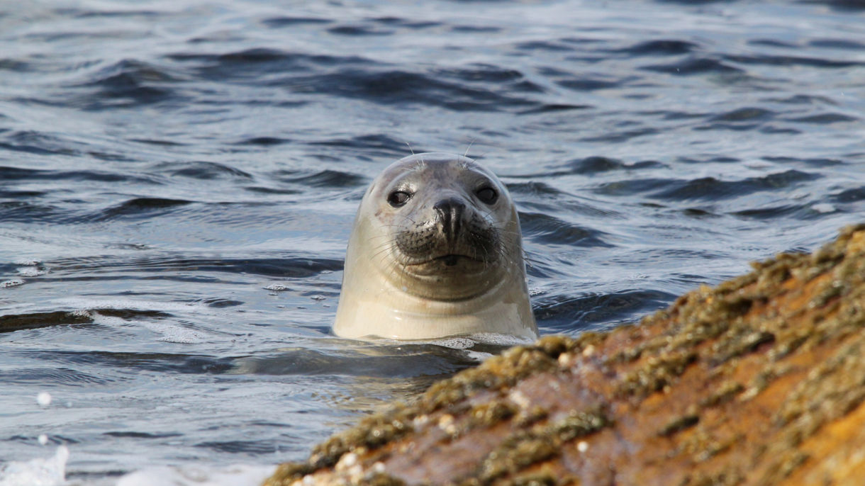 Seal Safari Adventure