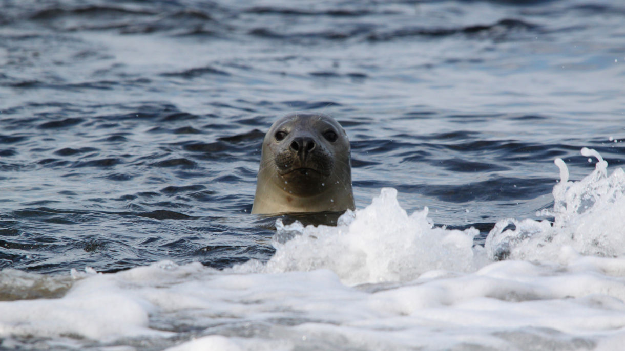 Seal Safari Adventure