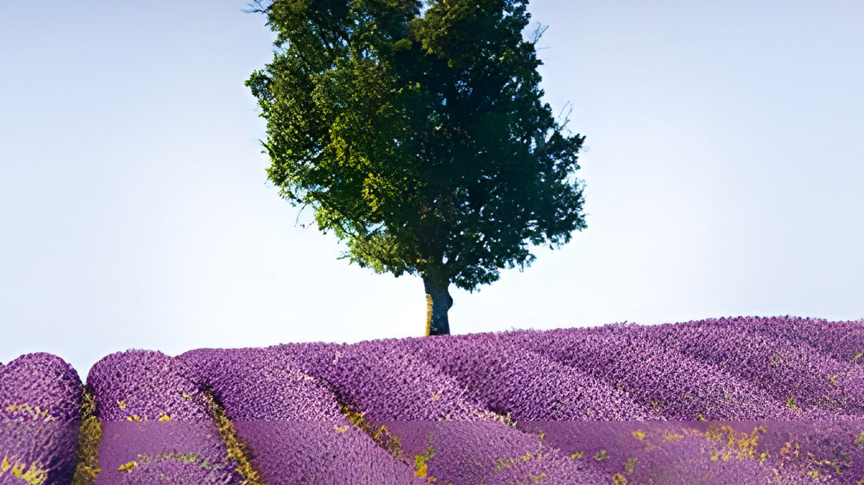 Luberon Villages & Lavender Museum