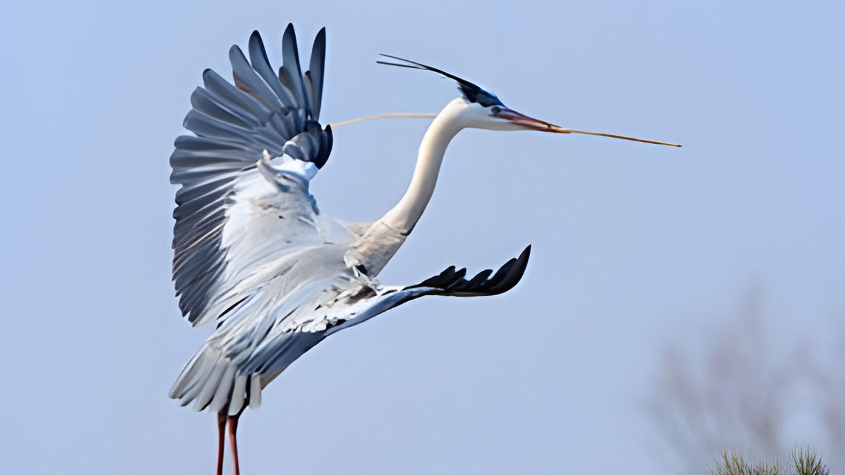 Magnificent Camargue