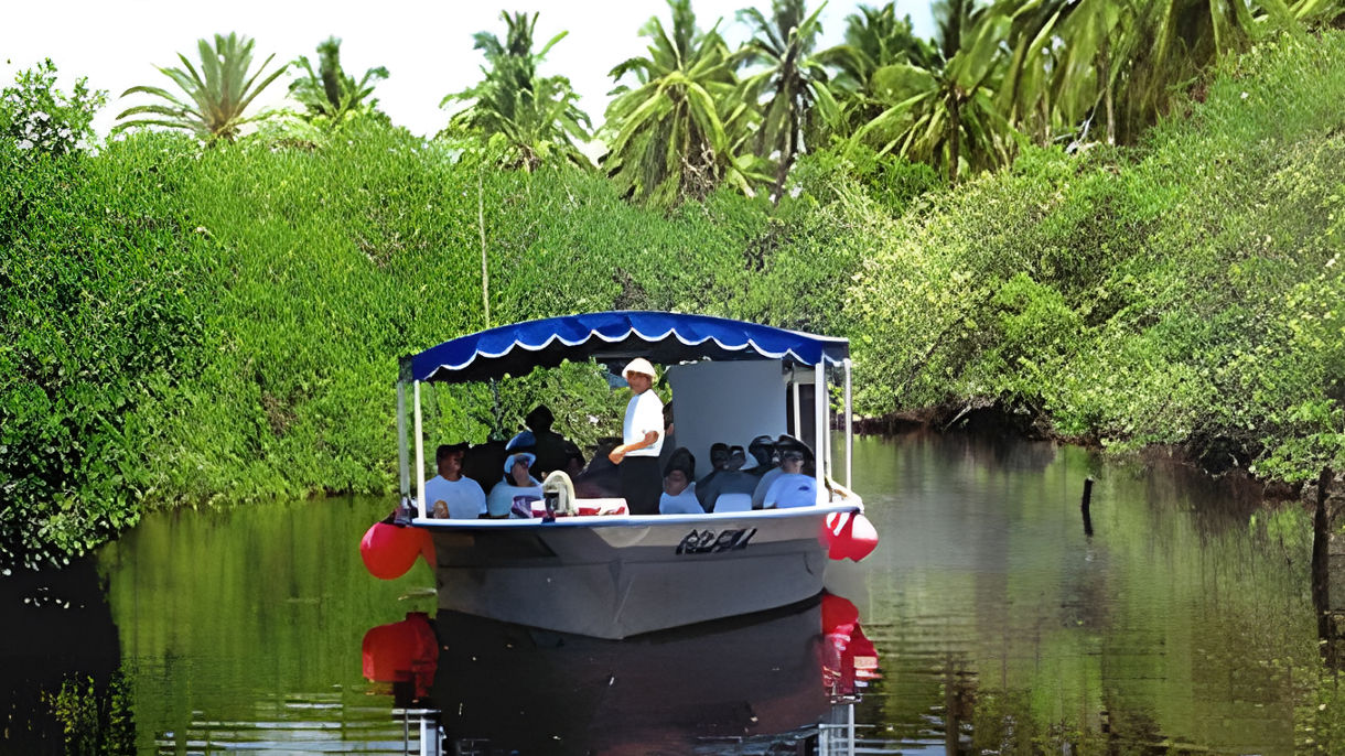 Estuary Cruise & Tropical Birds