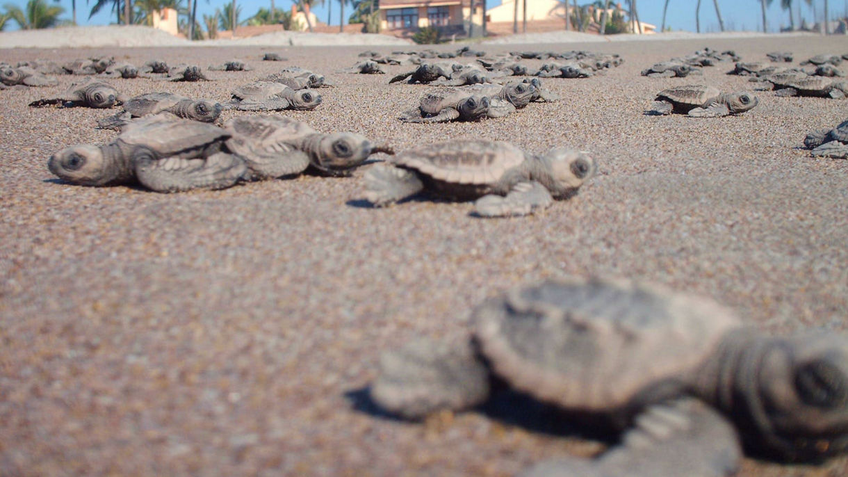 Turtle Sanctuary & Estrella del Mar Hotel Beach Break