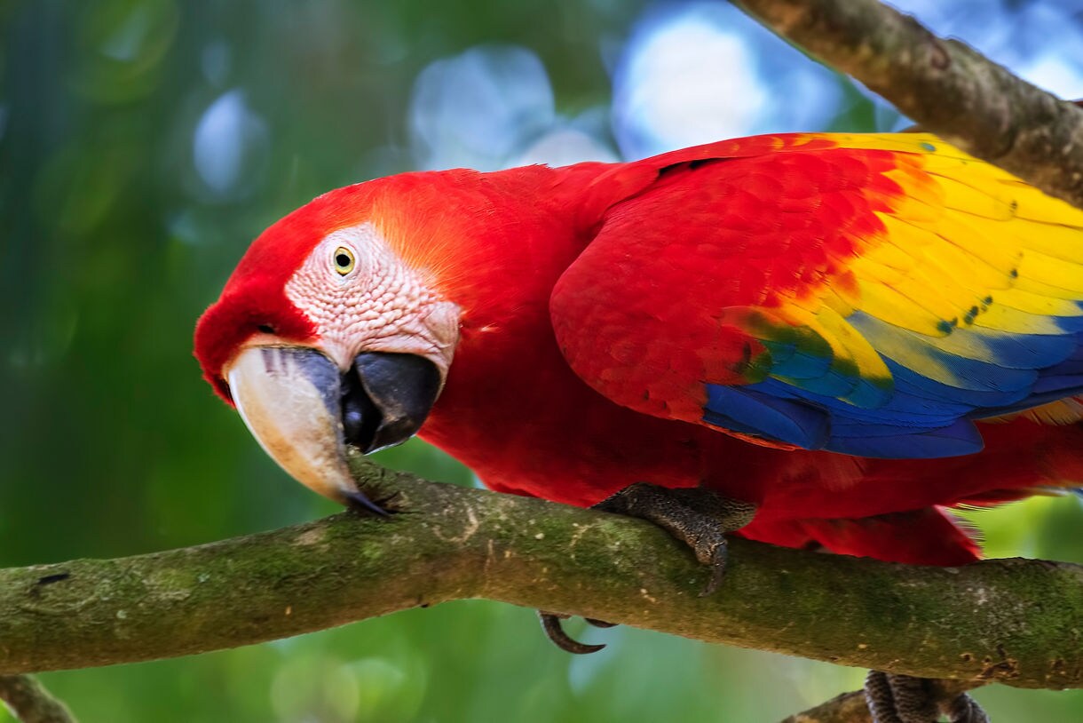 Close-up of a scarlet macaw perched on a tree branch with vivid red, yellow and blue feathers.