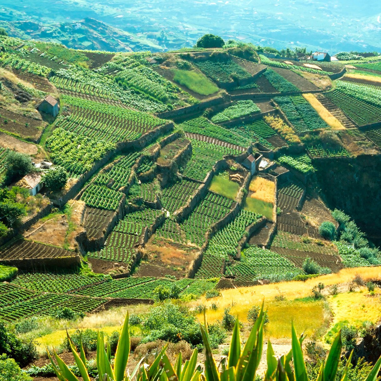 Steep terraced vineyards on Madeira Island, with green plots and stone walls climbing dramatic cliffside slopes.