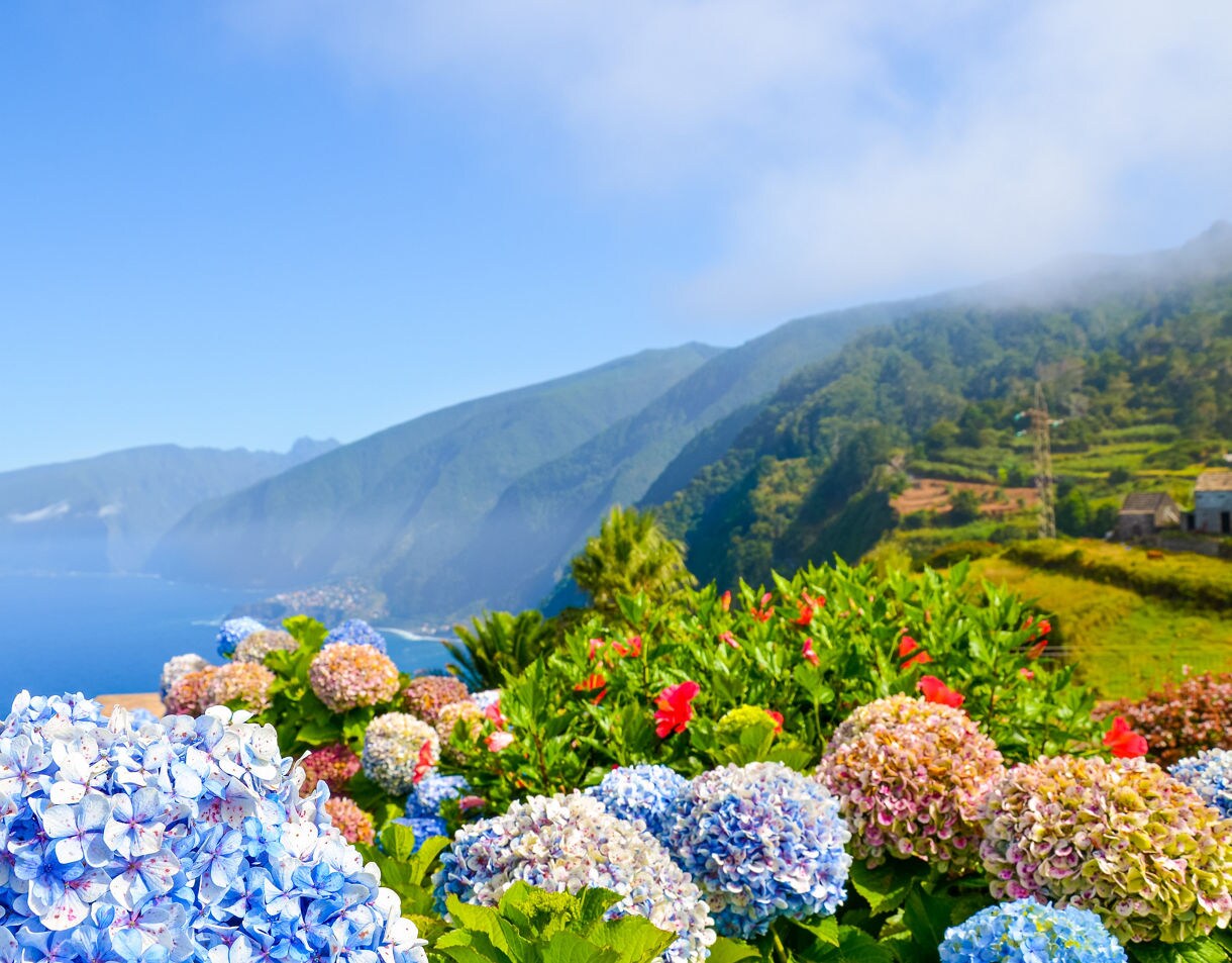 Colorful hydrangeas and hibiscus flowers in the foreground with Madeira’s green mountains and blue Atlantic Ocean in the background.
