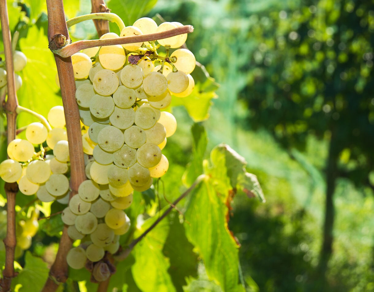 Close-up of a cluster of yellow-green grapes hanging on the vine with bright leaves in sunlight