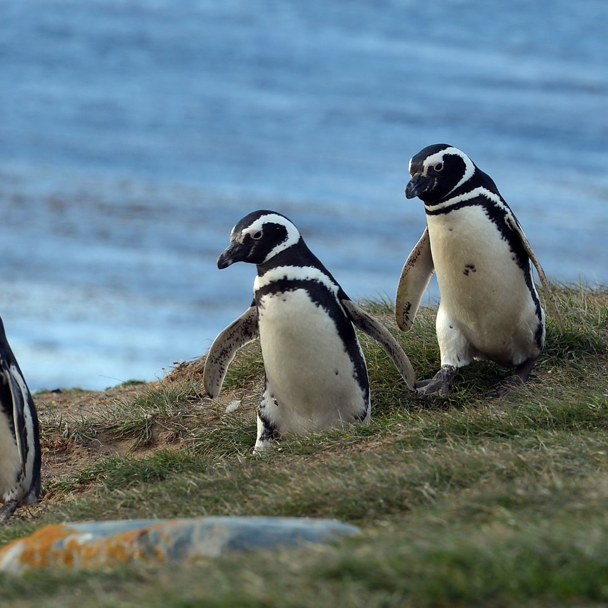 Three Magellanic penguins walking together on grassy ground near the water on Magdalena Island.