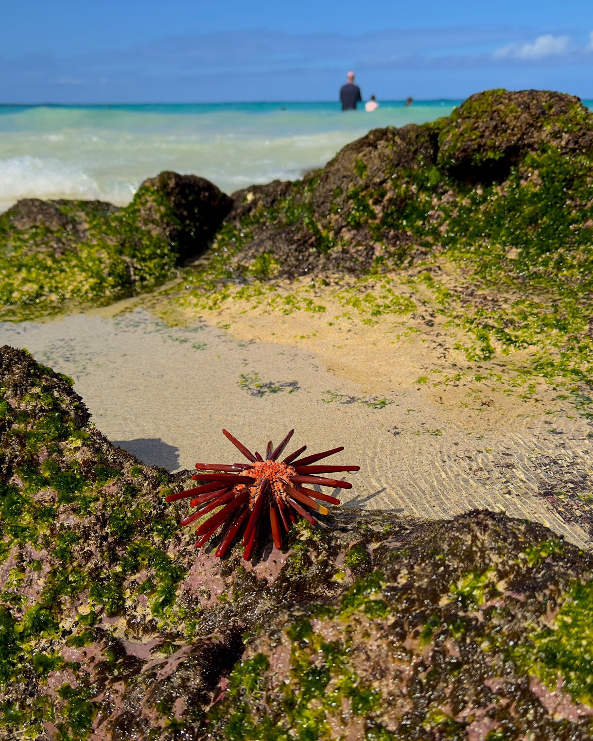 Close-up of a red sea urchin resting among green algae-covered rocks on a sandy beach with turquoise waves and swimmers in the background.