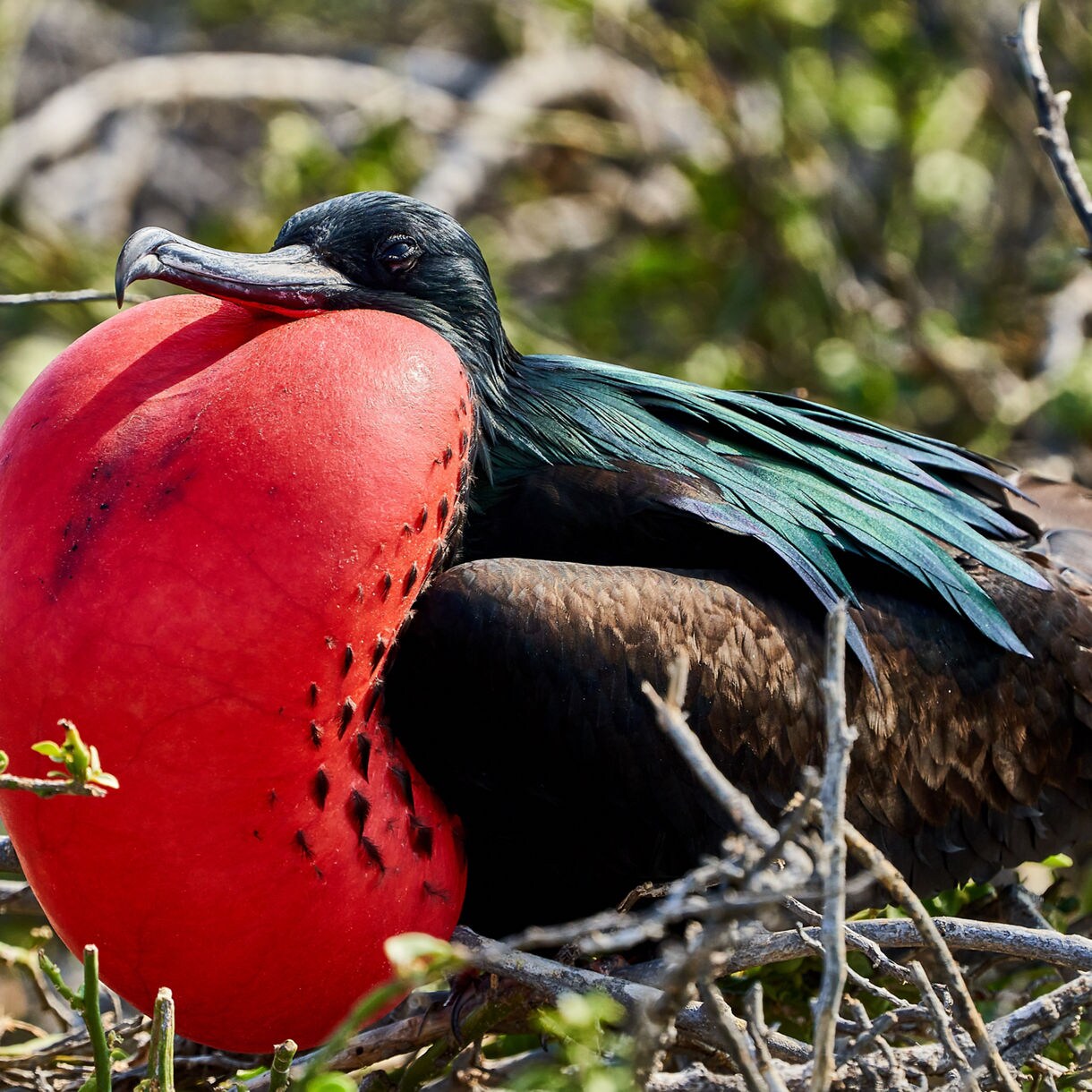 A male magnificent frigatebird with glossy dark feathers rests on a nest while displaying an inflated red throat pouch.