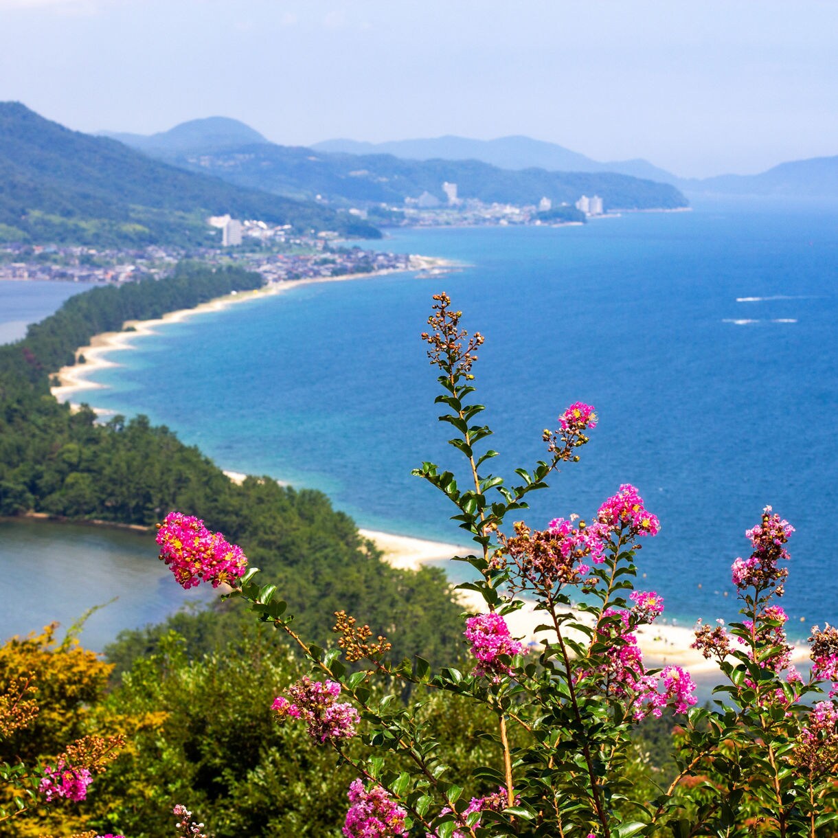 A sweeping coastal view of Amanohashidate in Japan, featuring a long sandbar covered in dense green pine trees stretching across blue ocean waters, with pink flowers in the foreground and rolling mountains in the distance.