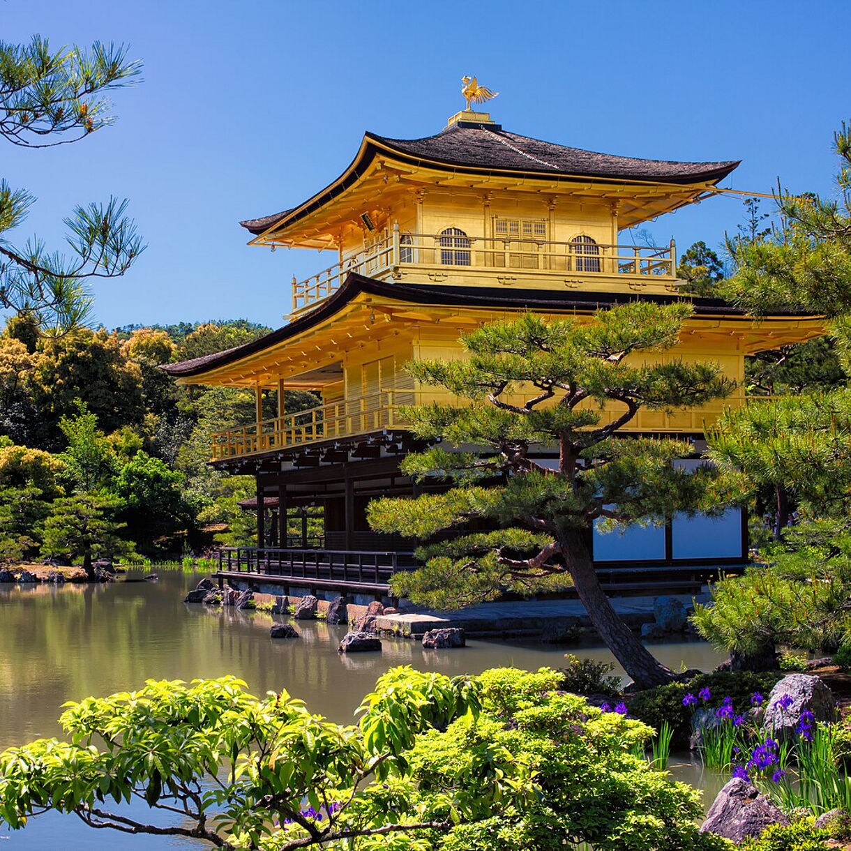 A bright, sunlit view of Kyoto’s Golden Pavilion (Kinkaku-ji), its gold-leaf exterior reflecting in a still pond surrounded by pine trees, lush greenery and vibrant purple irises.