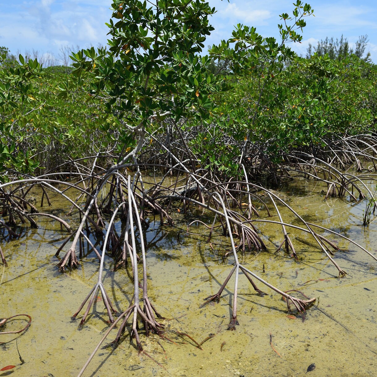 Dense mangrove trees with exposed roots growing in shallow, clear water under a sunny sky.