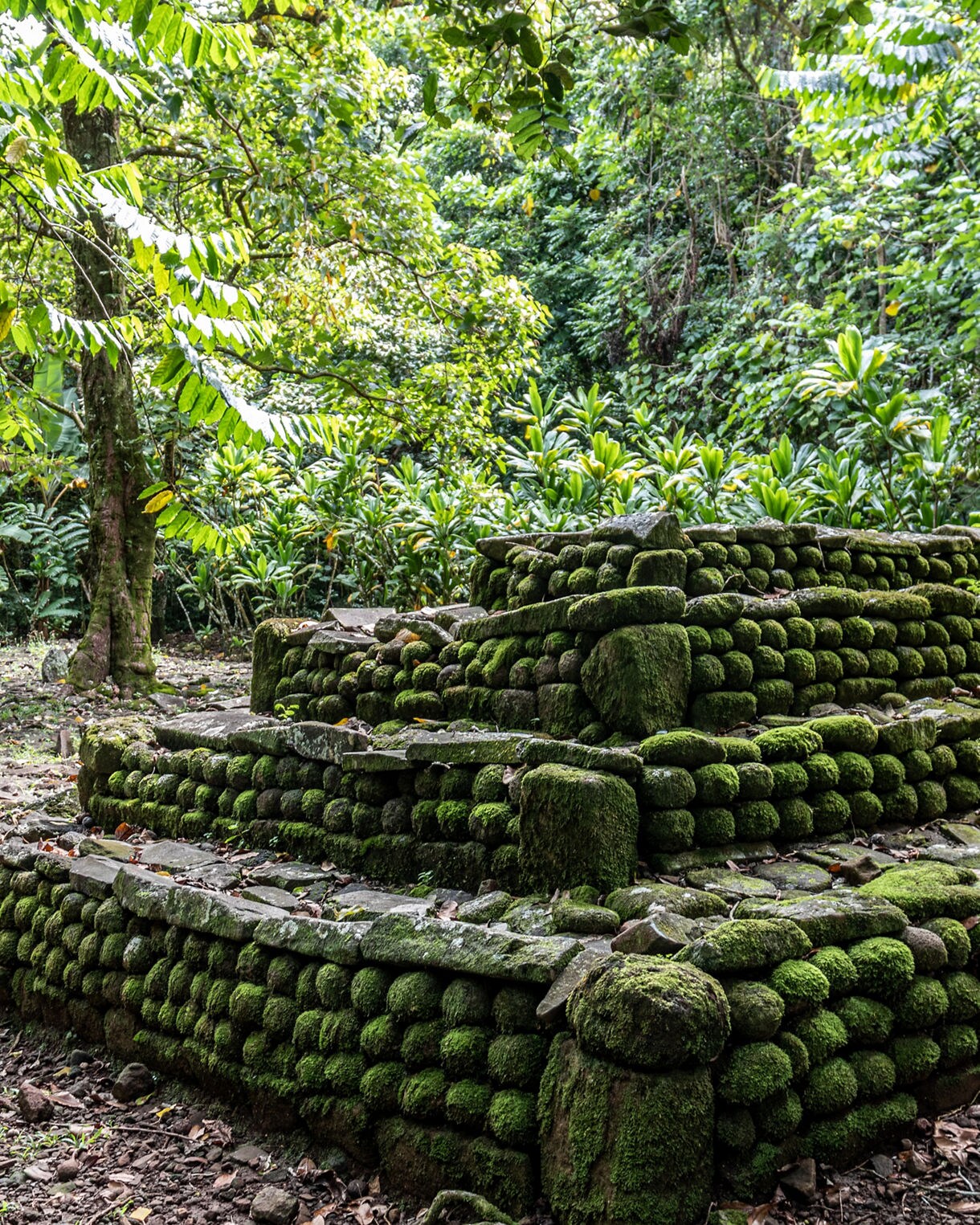 Ancient Polynesian marae with mossy stone tiers surrounded by dense tropical greenery in Moorea.