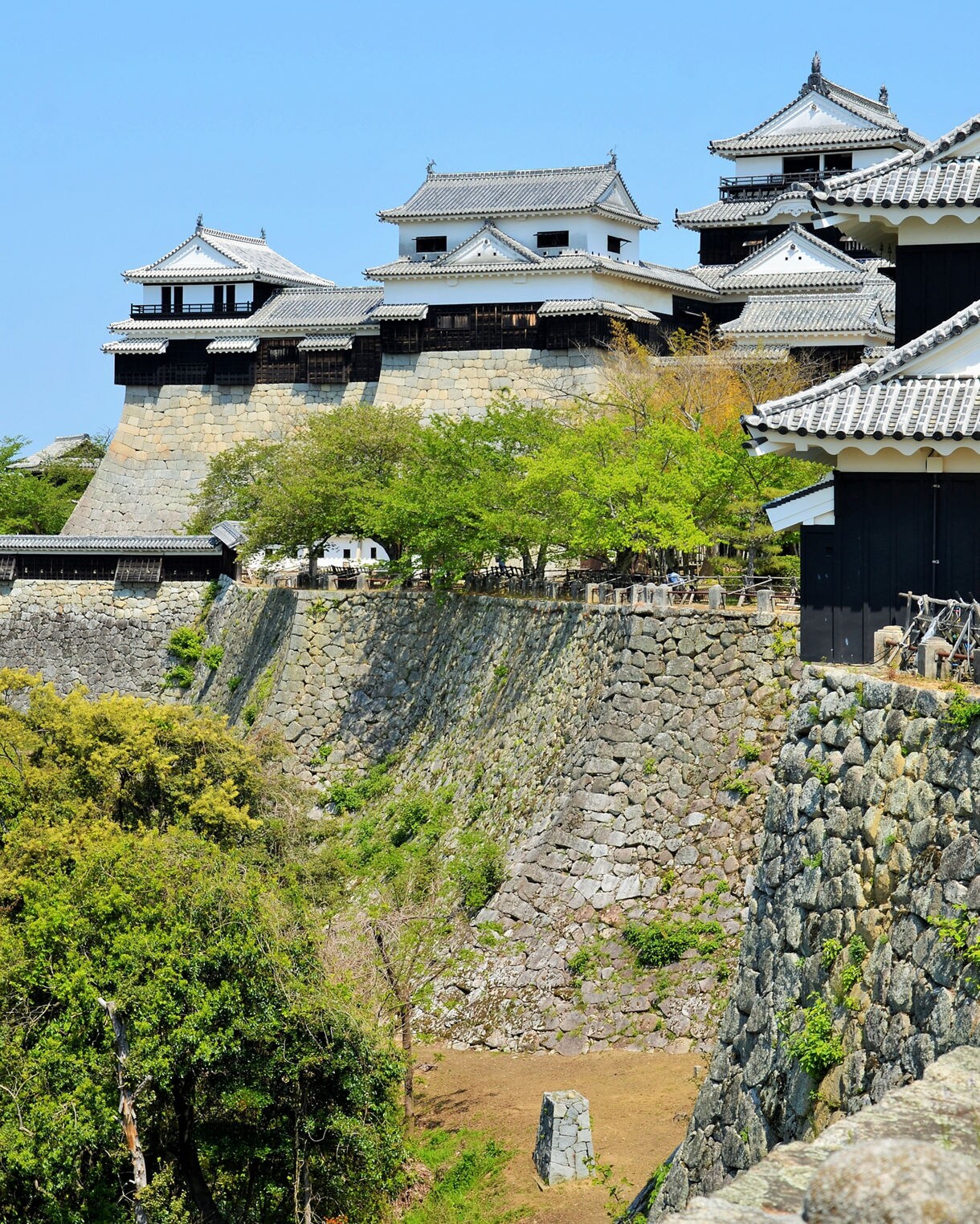 A vertical view of Matsuyama Castle showing multiple white-walled, gray-tiled towers set atop steep stone ramparts, surrounded by green trees under a clear blue sky.