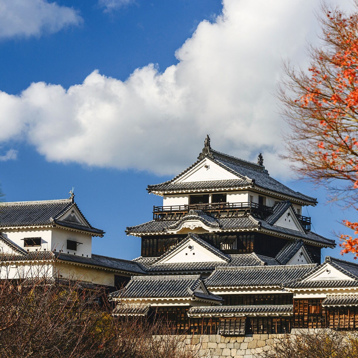A traditional Japanese castle with white walls and dark tiled roofs rises behind bare branches, framed on the right by a vibrant red autumn tree under a bright blue sky with a few white clouds.