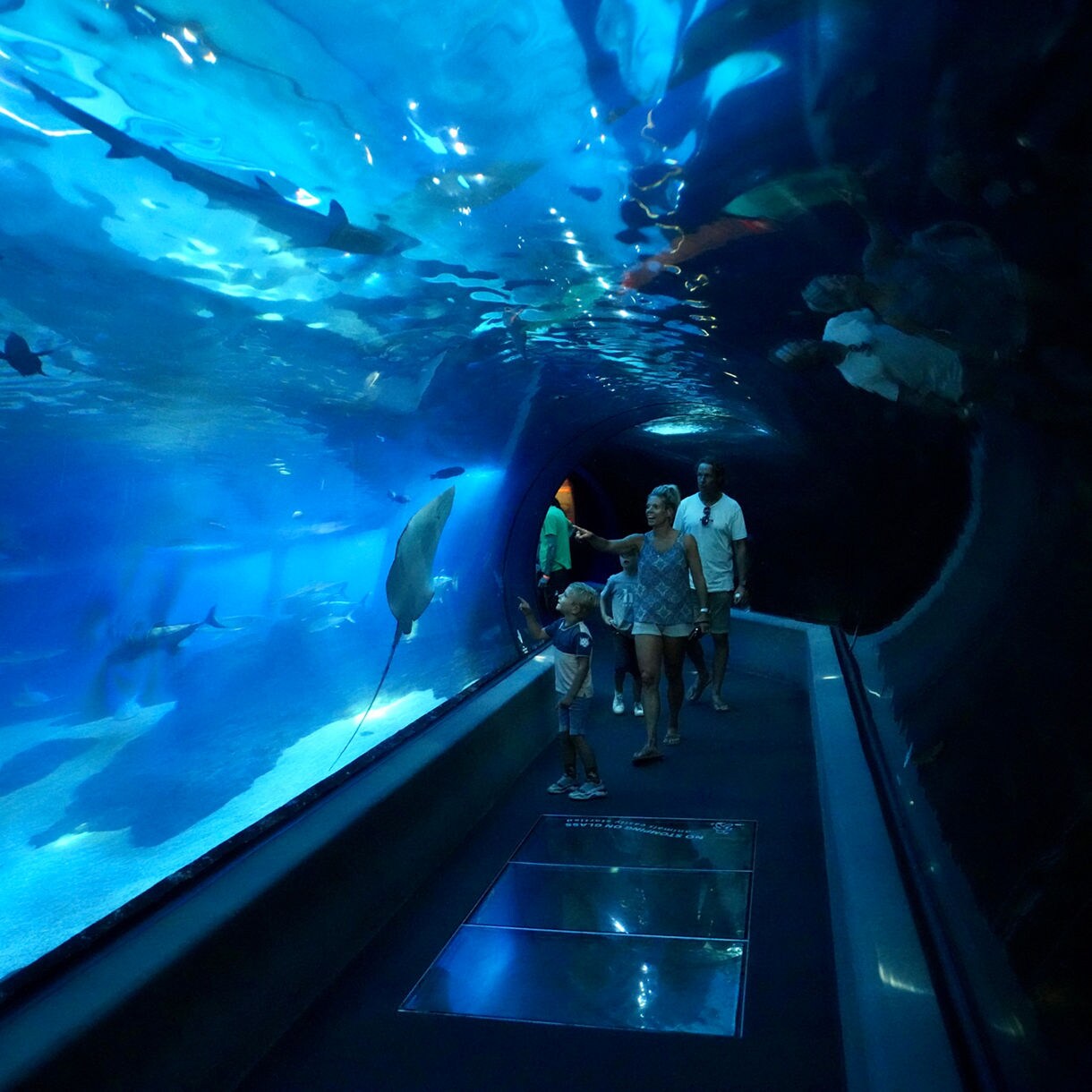 Visitors inside a blue-lit aquarium tunnel surrounded by fish, rays and sharks at the Maui Ocean Center.