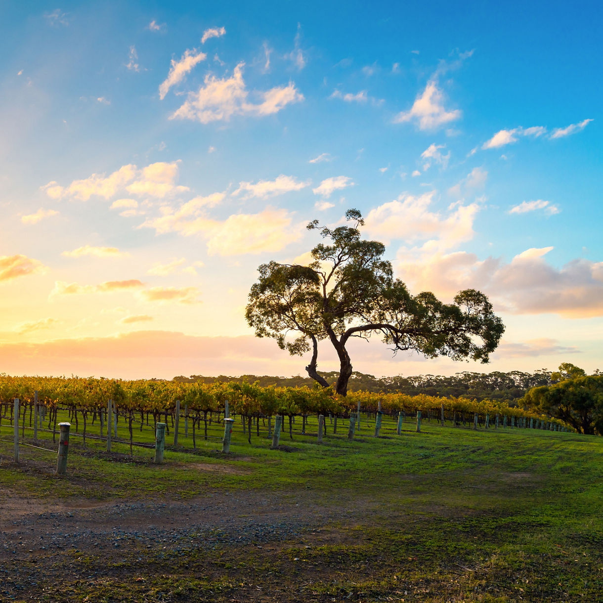 A vineyard in McLaren Vale at sunset with rows of vines, a lone tree and a radiant orange sky.