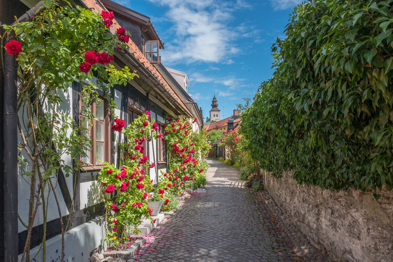 Narrow cobblestone alley in Visby, Gotland, Sweden, with half-timbered houses draped in red roses and a church tower visible in the distance.