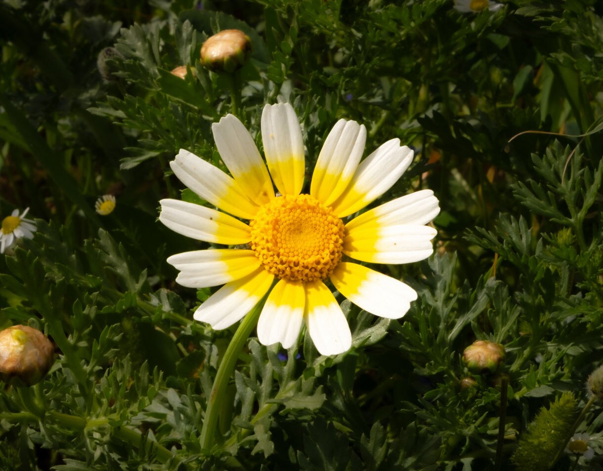 Close-up of a yellow and white wild chamomile flower surrounded by green leaves and unopened buds in natural sunlight.