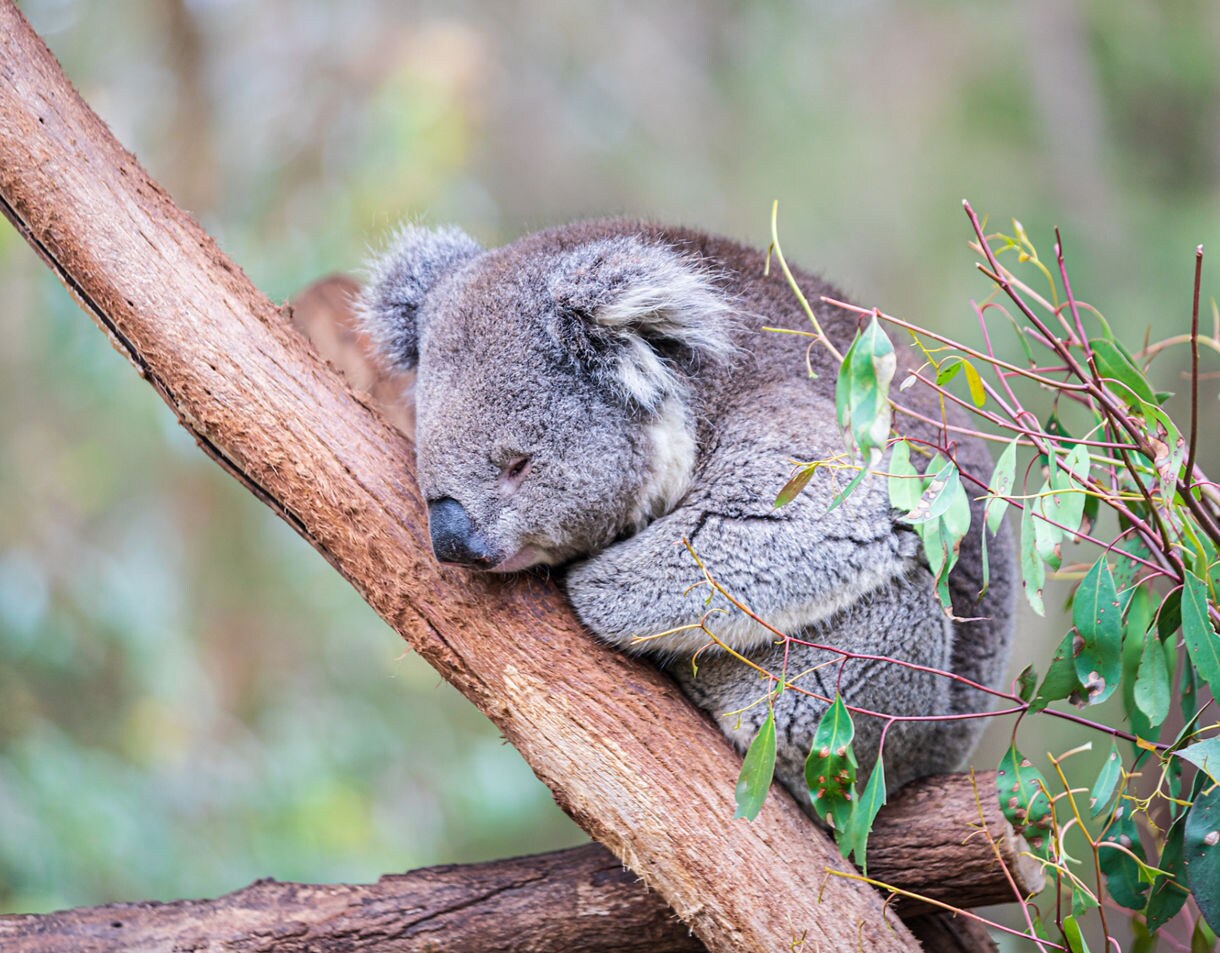 A koala resting with eyes closed, clinging to a eucalyptus tree branch surrounded by green leaves.