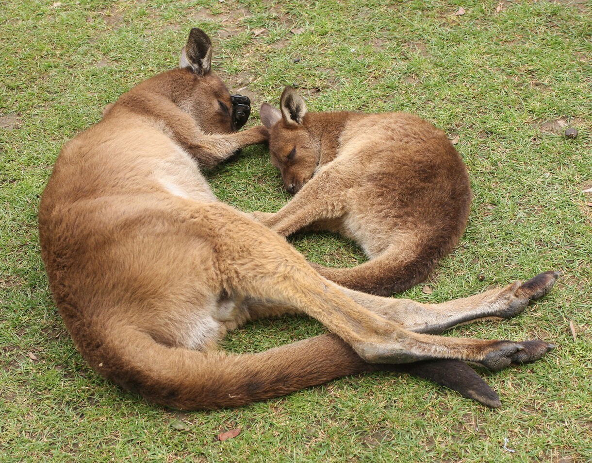 Two kangaroos lying on grass, curled up and sleeping side by side.