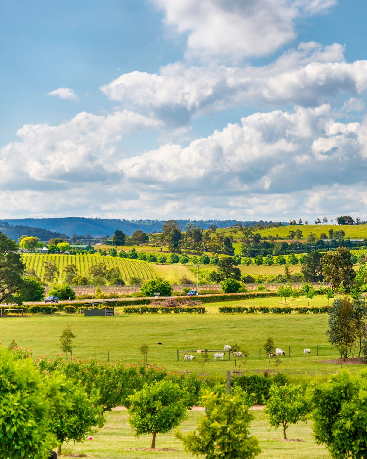 Green hills with vineyards, orchards and scattered trees in Australia’s wine region under a partly cloudy sky.