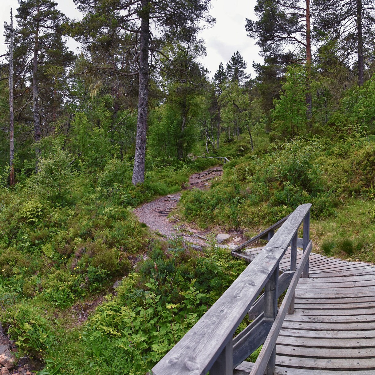 A wooded hiking trail near Varden in Molde, Norway, with a small wooden bridge over a rocky stream, dense green foliage and tall pine trees surrounding the path on an overcast day.