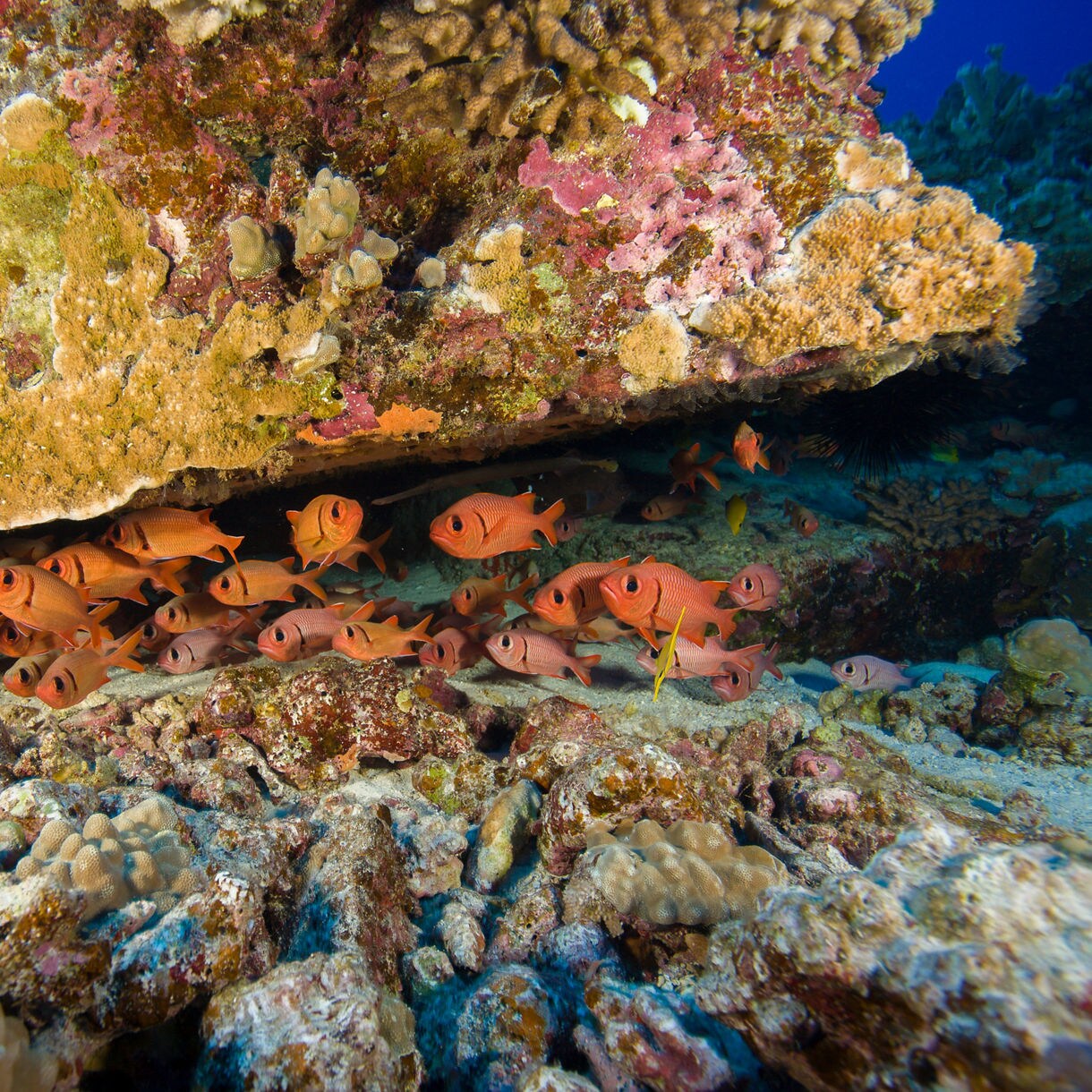 A school of bright orange fish swimming beneath a coral ledge in Molokini Crater, surrounded by colorful reef formations.