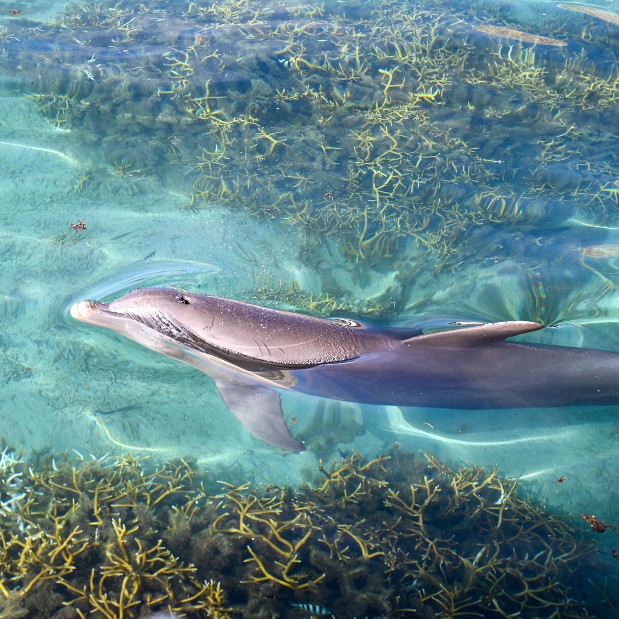 Dolphin swimming near the surface above coral reef in clear turquoise water.